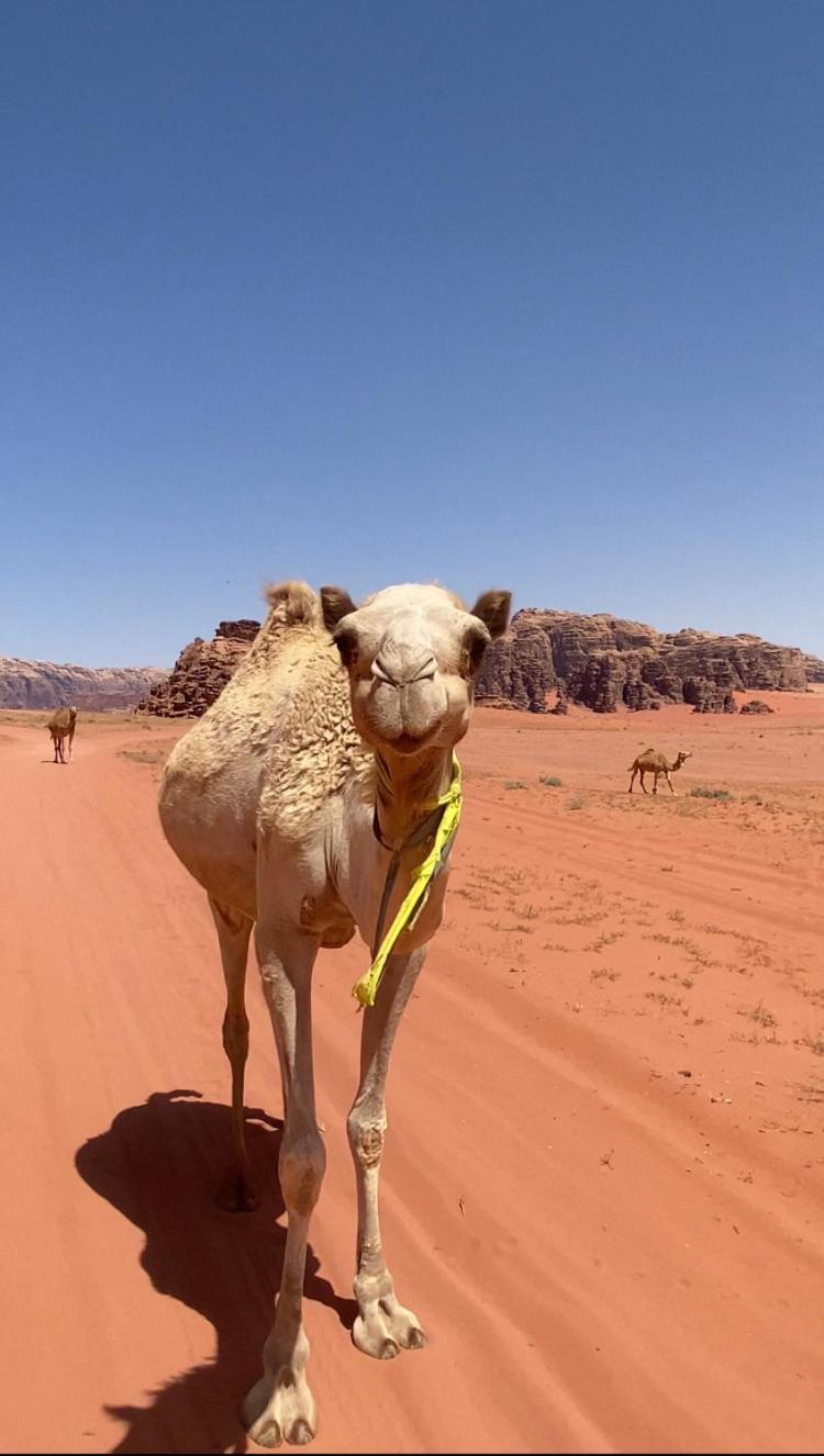 Wadi Rum Bedouin Heart Camp Eksteriør bilde